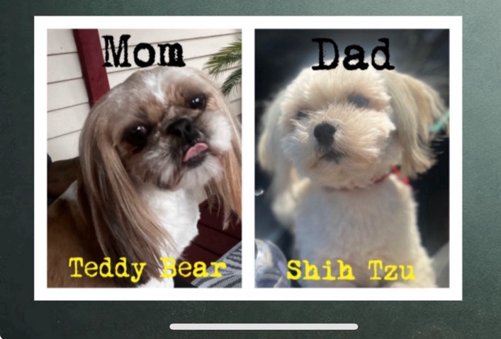 Shih Tzu – Shichon & Malshi