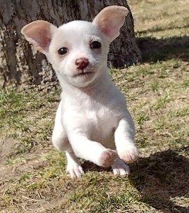Chihuahua – chihuahua puppies for sale