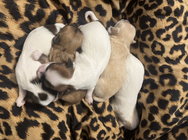 Maltipoo – toy maltipoos for sale have more photos and videos – Lexington