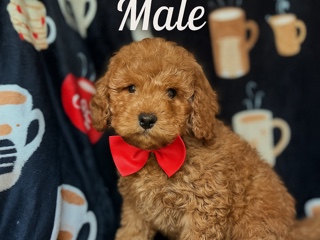 Cavapoo – Cavapoo male puppy – Boca Raton