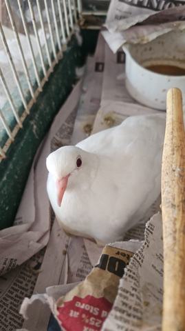 Dove – free doves