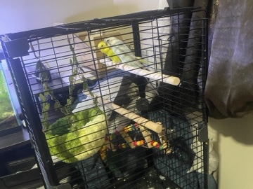 Budgerigar – Friendly 1-Year-Old Budgerigar for Sale – Belleville – Belleville