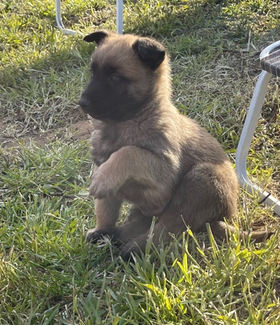 German Shepherd – Desert Hot Springs area
