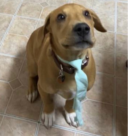 American Staffordshire Terrier – pup looking for home