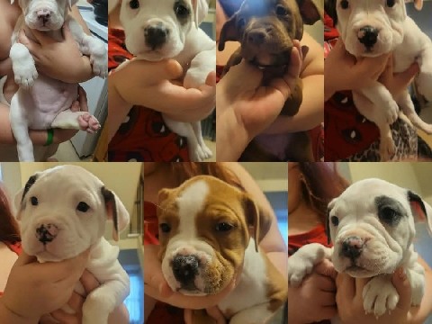 Mixed Breed – puppies ready forever homes – Toronto