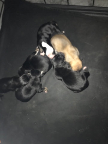 Belgian Shepherd Dog (Groenendael) – puppies need a new home