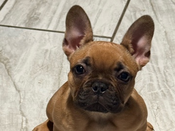 French Bulldog – Frenchie Needing a Good Home – Sioux City