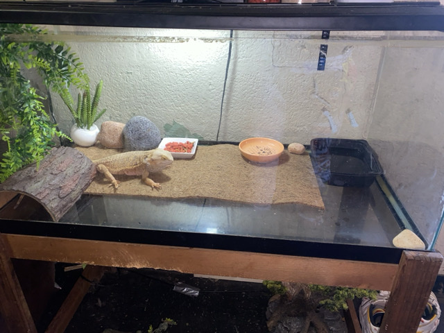 Lizard – Bearded Drangon