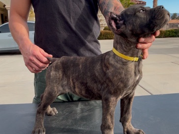 Cane Corso – cane corso