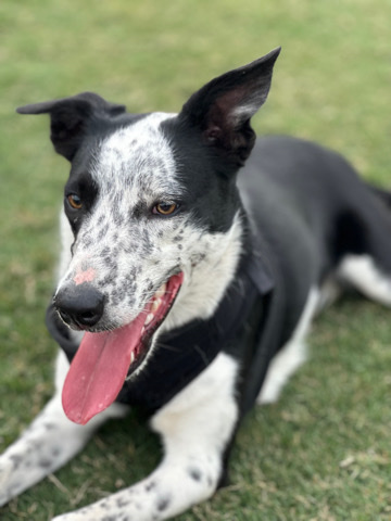 Border Collie – 1yr old Border Collie X