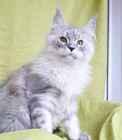 Maine Coon – bluecounty