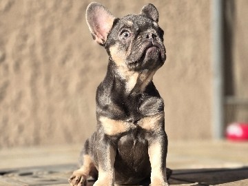 French Bulldog – French bulldog – Moreno Valley