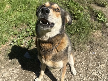 German Shepherd – German Shepherd, Rottweiler, greyhound husky – Danville