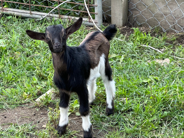 babies goats