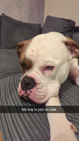 American Bulldog – Jasper is seeking a loving home