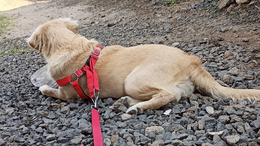 Labrador Retriever – I want to sell for home and it is female