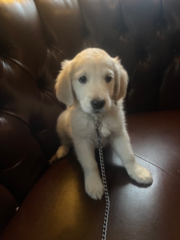 Golden Retriever – Golden retriever pups for sale
