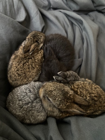 Baby bunnies