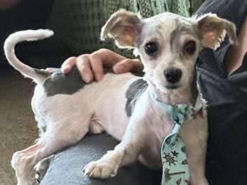 Morkie – 🐾 1-Year-Old Male Morkie 🐶❤️ – San Diego