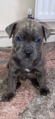 Staffordshire Bull Terrier – blue staffie male!