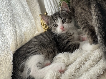 Katzen Babys – Kiel