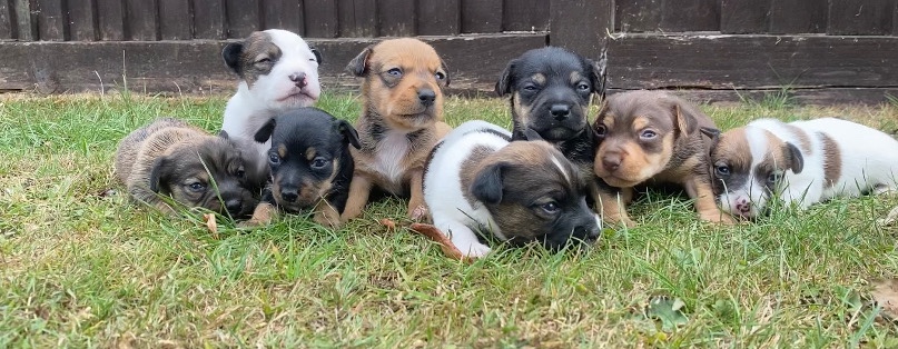 Jack Russell Terrier – 🌟Jack Russell Puppies🌟