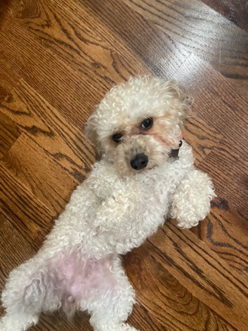 Poodle – mini poodle
