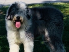 OLD ENGLISH SHEEPDOG 