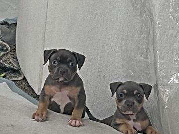 American Bulldog – Exotic American Bully Puppies – Cockeysville