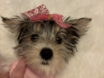 Yorkshire Terrier – Parti Yorkie