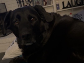 Labrador Retriever – Borador – Angola