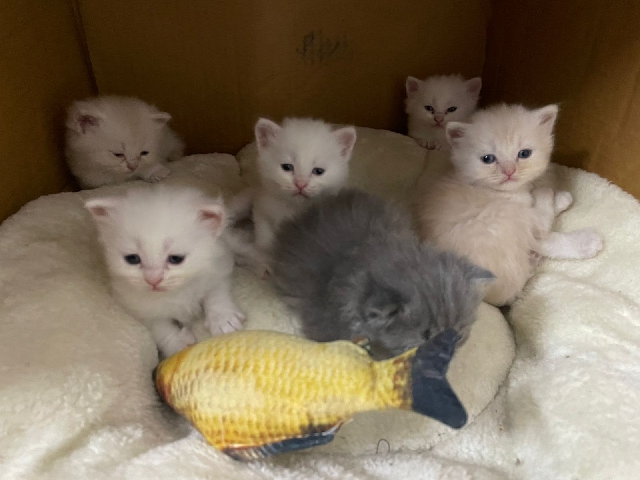 Persian (Modern) – kittens for sale