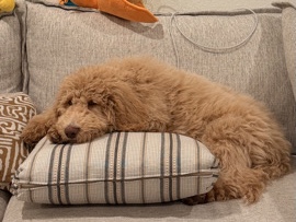 Goldendoodle – 4 month old Goldendoodle - Shiro – Aurora