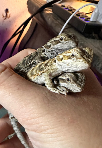 Any – Baby Bearded Dragons