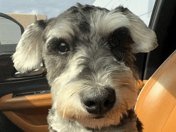 Miniature Schnauzer – Sweet purebred Mini Schnauzer! – El Cajon