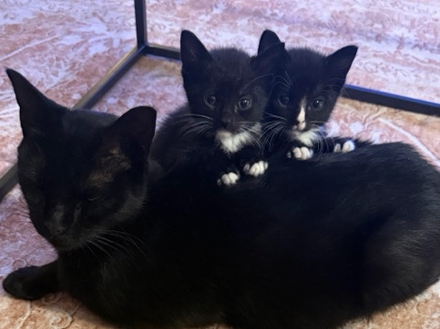 kittens – New York