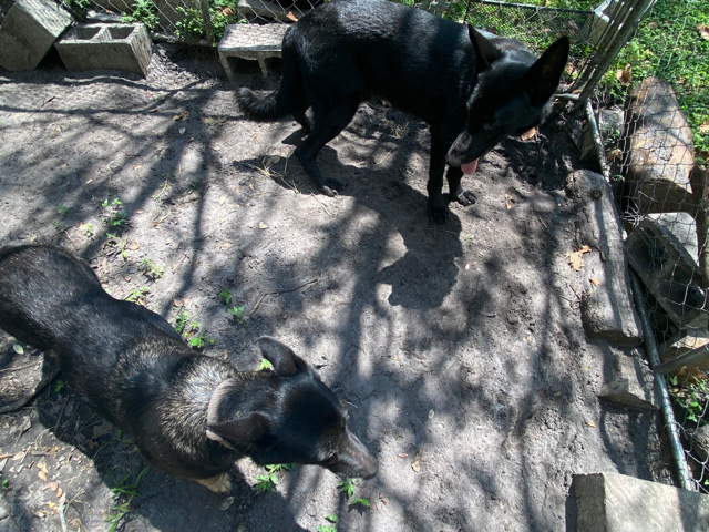 Old German Shepherd Dog – 2 adult german shepherd