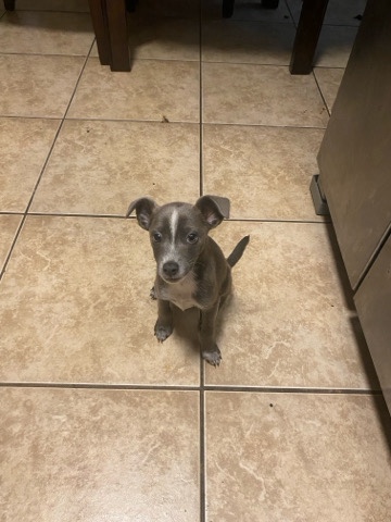 he is a berry playing dog 