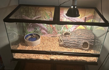 snake