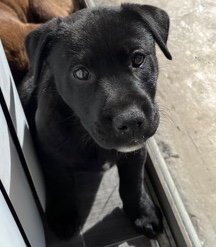 Labrador Retriever – Labrador Puppy