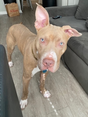 American Pit Bull Terrier – selling/rehoming