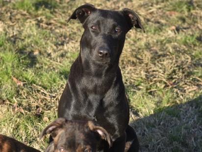 Labrador Retriever – Raven Lab/Pitbull mix – Boise