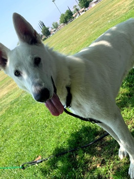 White Shepherd – white German shepherd – San Bernardino