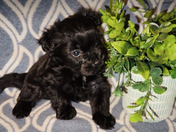 Morkie – Morkie – Augusta