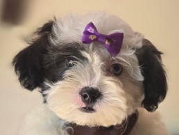 Beautiful Teddy Bear Puppy Ready for Her Forever Home! – Miami Beach