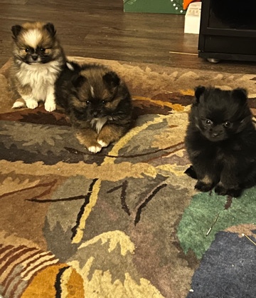 Pomeranian – POMs for Sale