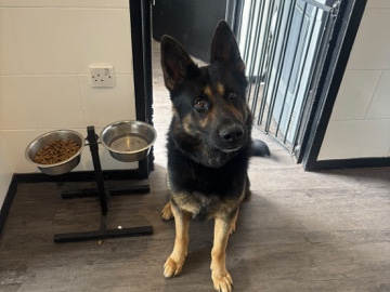 German Shepherd – needs rehoming as soon as possible, I have prepared a starting off… new bed, bowls, food toys etc. – Liverpool