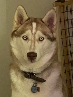 Alaskan Malamute – rehome husky malamute!