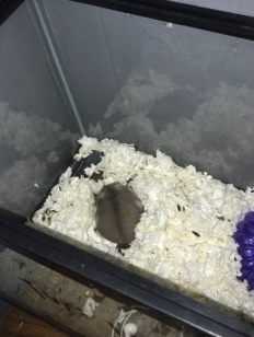 selling dwarf hamster