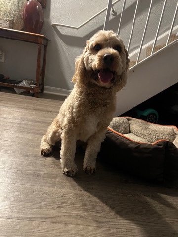 Goldendoodle